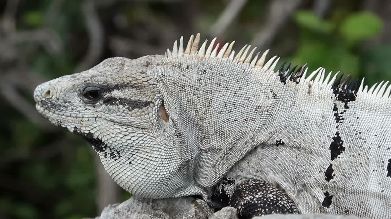 игуана 24