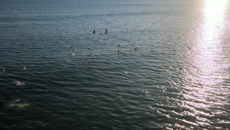 Gaviotas-Volando-Sobre-El-Mar-Al-Atardecer-En-El-Sur-De-California