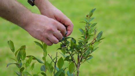 Primer-Plano-De-Una-Mano-Recogiendo-Un-Arándano