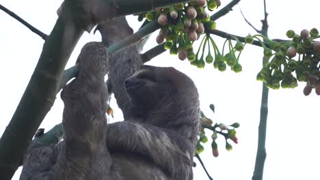 Nahaufnahme-Eines-Gewöhnlichen-Grauen-Faultiers,-Das-Langsam-An-Einem-Ast-Im-Amazonas-Dschungel-Baumelt