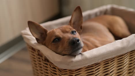 vista cercana de un pequeño perro marrón tumbado y relajado en una cesta de mimbre.