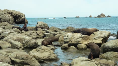 Amplia-Vista-Portátil-De-La-Colonia-De-Focas-En-Nueva-Zelanda,-Tomar-El-Sol-Y-Saltar-Sobre-Rocas