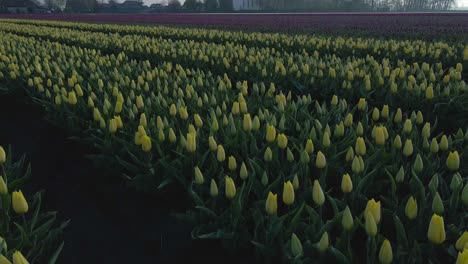 Sobre-Hermosas-Flores-De-Tulipanes-En-El-Campo-Rural-Que-Revelan-La-Iglesia-Celestial