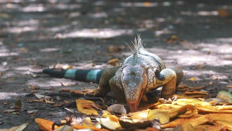 Beautiful-Iguana-eating-a-Mango-fruit-in-slow-motion,-South-America