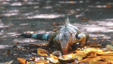 hermosa iguana comiendo una fruta de mango en cámara lenta, américa del sur