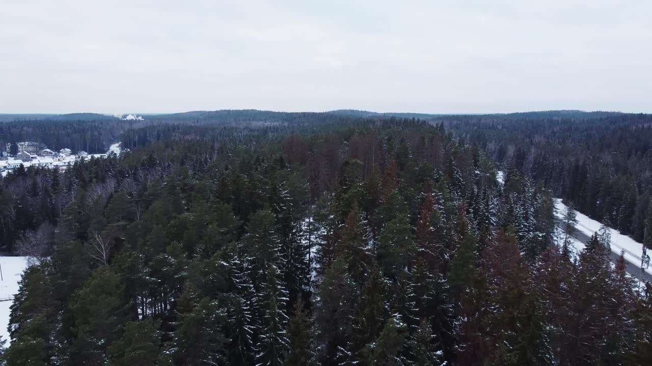 Foresta di conifere in una giornata buia e nuvolosa, vista aerea.