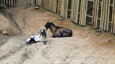 two goats relaxing in a zoo enclosure