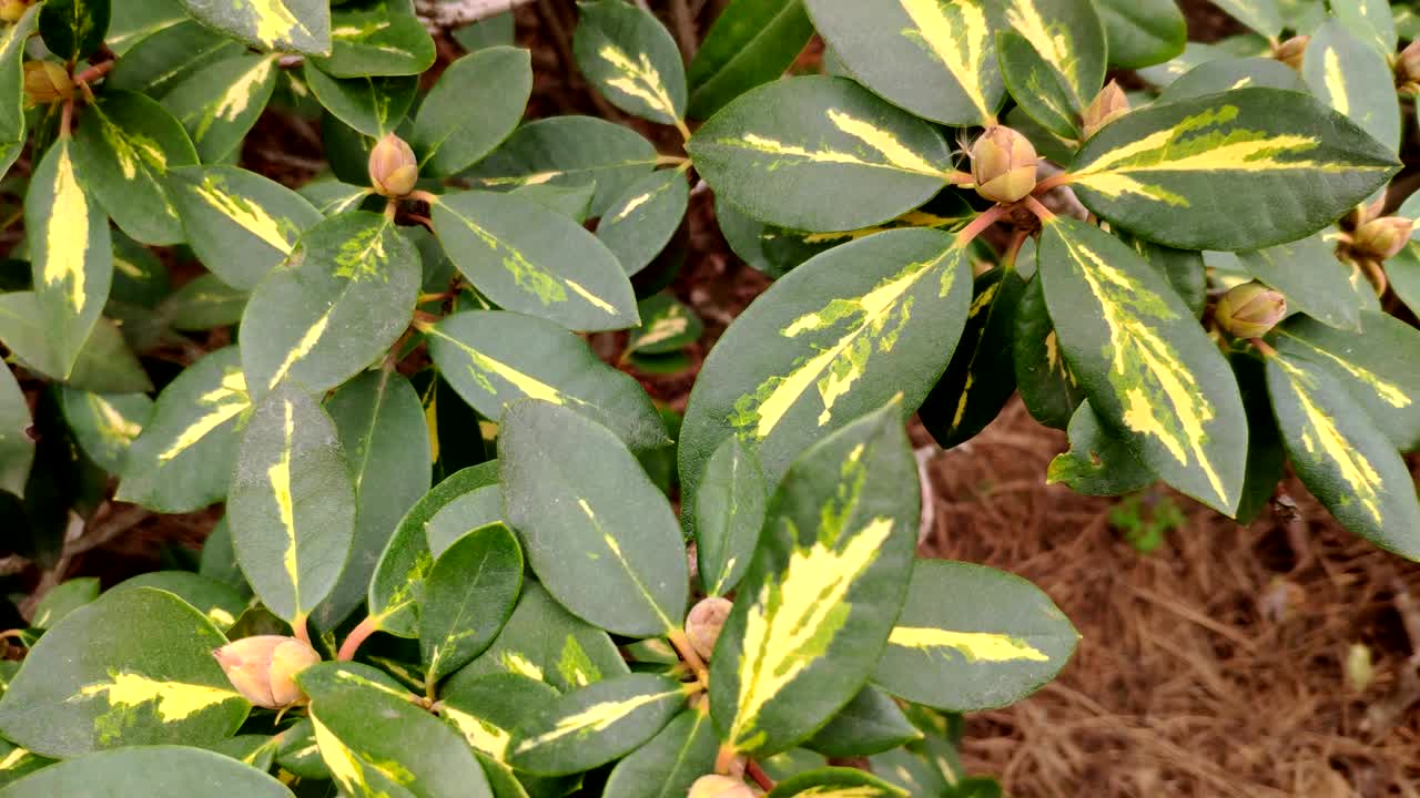 봄의 은 날, 덤불의 새 녹색 잎 위에 움직이는 프레임의 클로즈업, 봄과 새로운 삶의 개념, 선택적 초점