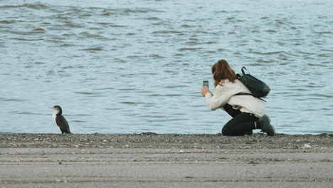 female tourist taking a photo of large black-and-white shag bird at the seashore in new zealand