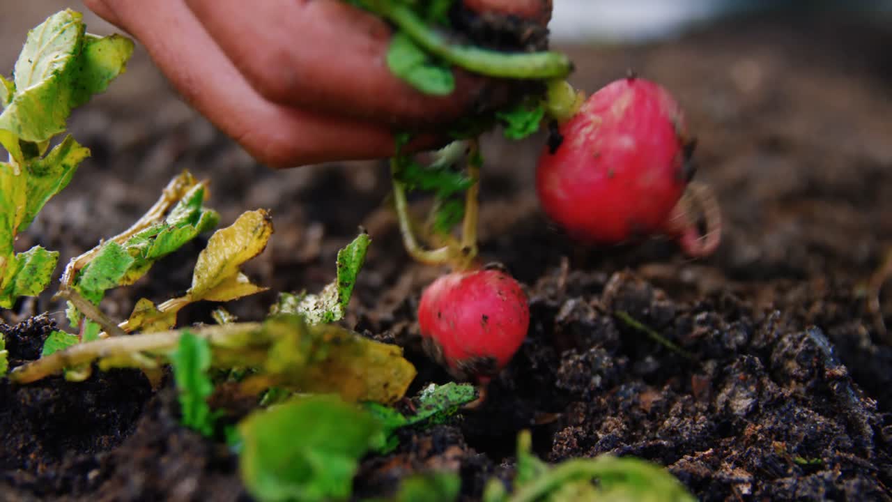 hombre cultivando un nabo en la casa del jardín