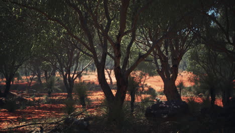 red-sand-bush-with-trees