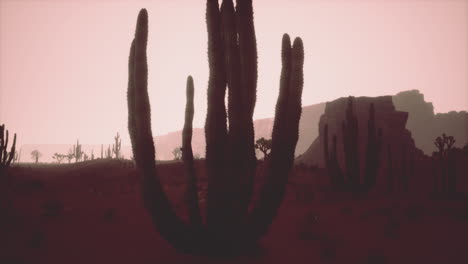 Nacht-Im-Saguaro-Nationalpark-In-Der-Wüste-Von-Arizona