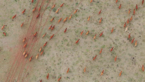imágenes de drones de una gran manada de ganado marrón migrando sobre tierras secas, filmadas desde muy alto con un ángulo recto hacia abajo