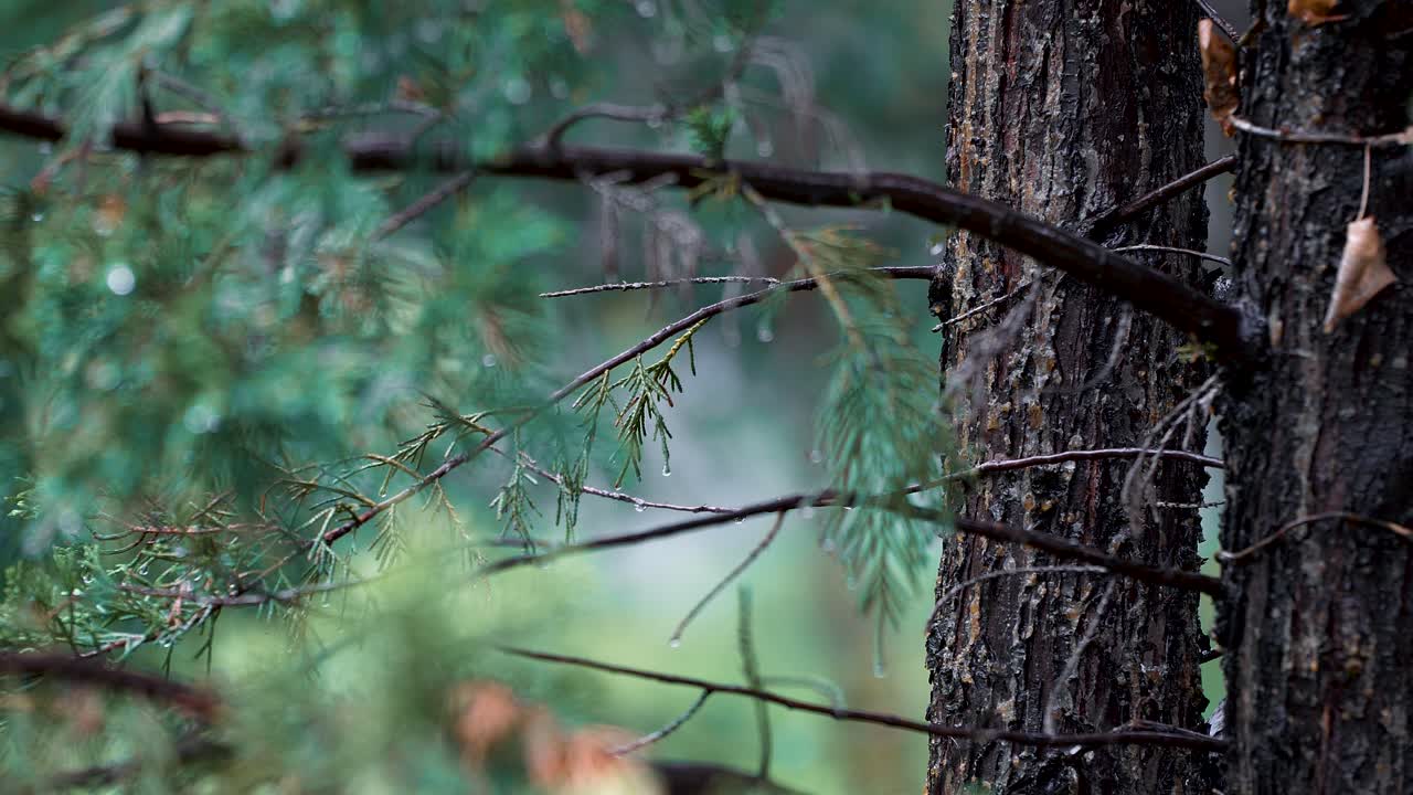 A deep rack focus from foreground to background of a lush green garden including trees and bushes