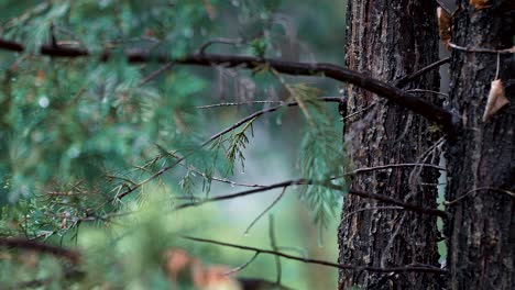 A-deep-rack-focus-from-foreground-to-background-of-a-lush-green-garden-including-trees-and-bushes