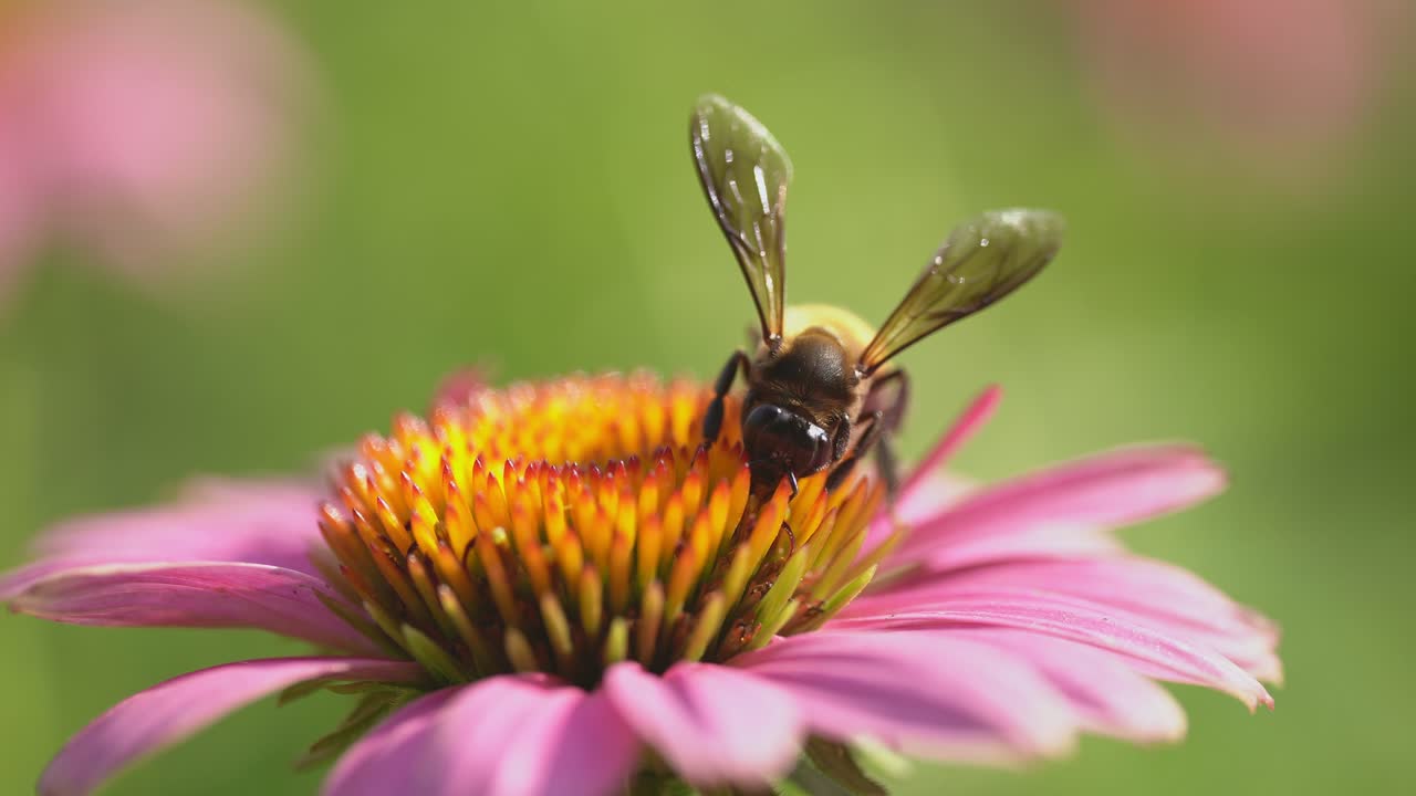 primer plano de una abeja polinizando una flor rosa, comportamiento de insectos salvajes