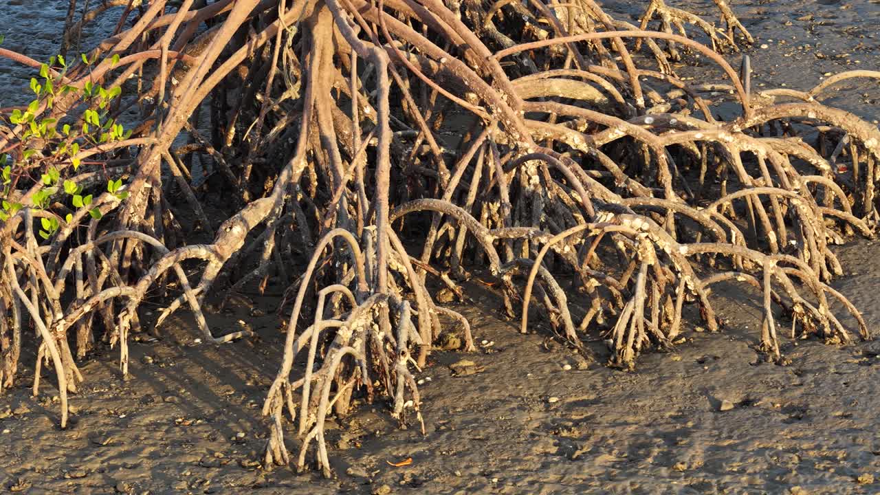Drone footage captures intricate mangrove roots in Port Douglas, Australia. Natural lighting highlights the unique coastal environment