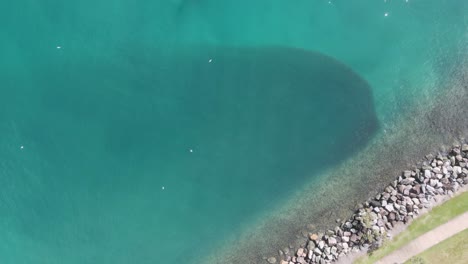 Sea-birds-flying-and-feeding-on-a-large-school-of-fish-congregating-next-to-a-ocean-breakwall