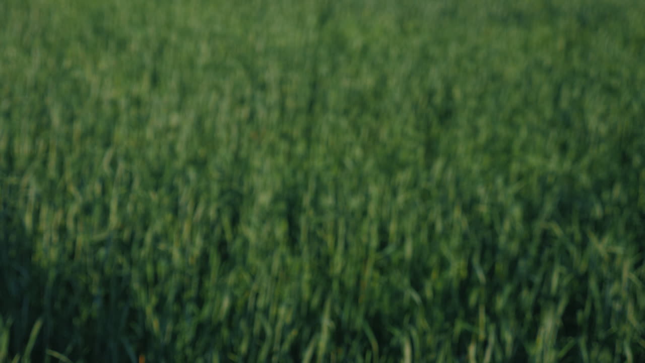 To landmænd giver hånd mod baggrund af en grøn hvedemark. Aftale i agribusiness-koncept. 4K video.