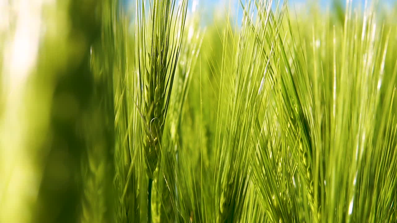 солнечный свет сквозь зеленые колосья пшеничного зерна в сельской органической ферме