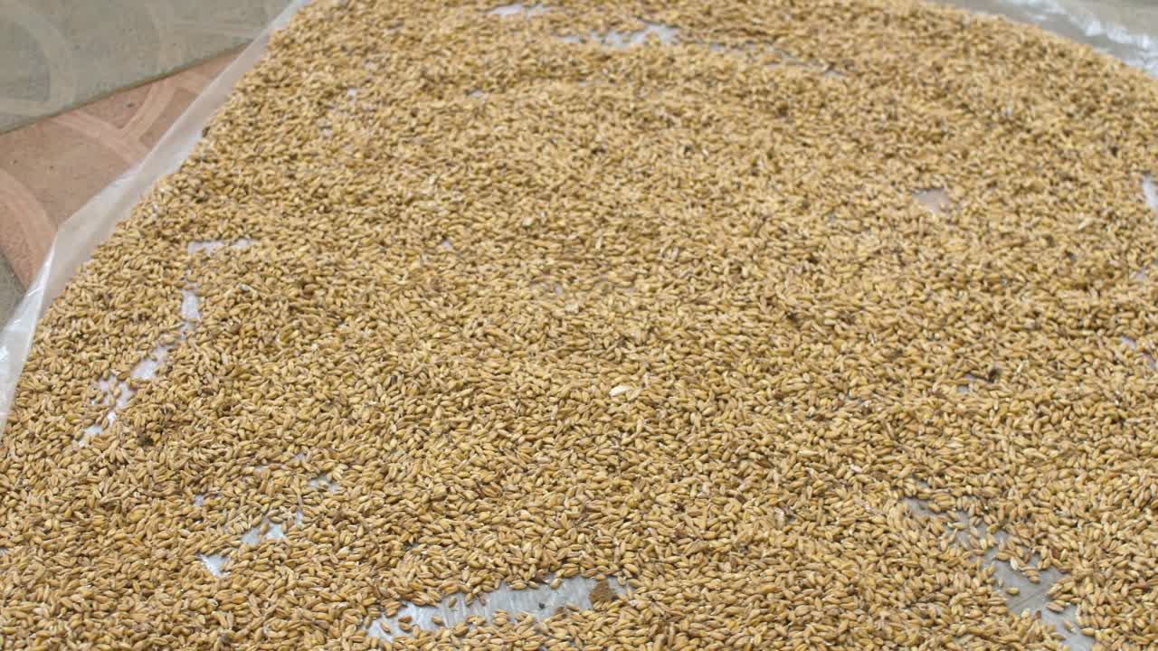 Barely placed on plastic sheet to dry up for traditional Ethiopian Beer ingredient