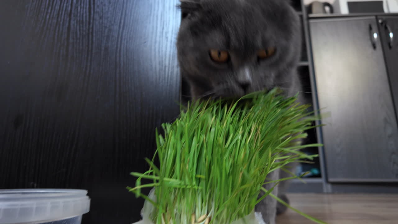British Shorthair cat with orange eyes eating cat grass
