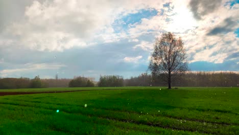 Lluvia-Y-Sol-Al-Mismo-Tiempo,-Campo-De-Trigo-Verde-Y-Abedul,-Letonia