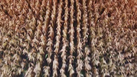 wind moving through orange corn fields land detail drone