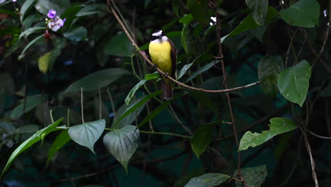 Große-Kiskadee-Thront-Auf-Zweig