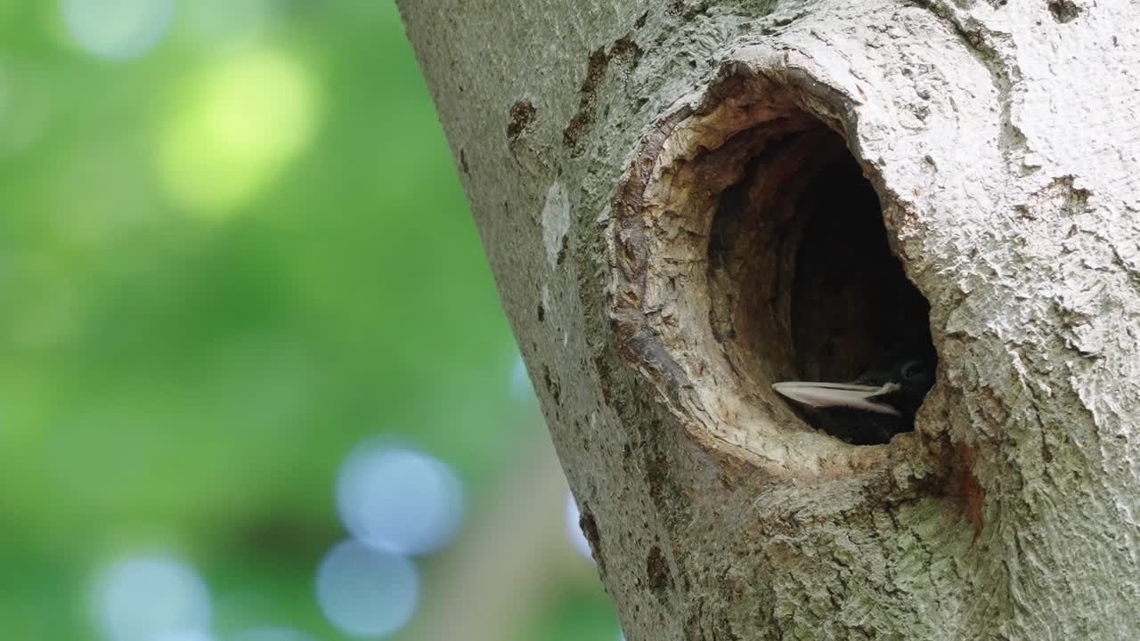pico de pájaro carpintero negro sacando la cabeza del agujero del nido en el árbol