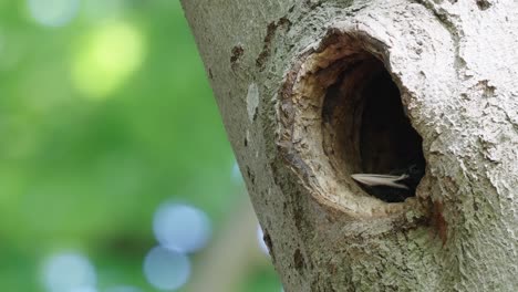 beak of black woodpecker poking head out of nest hole in tree