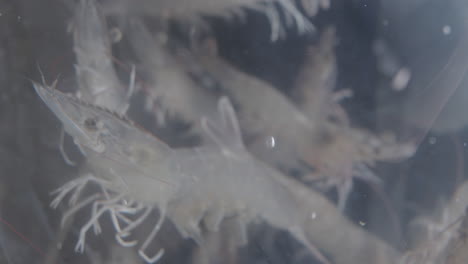 prawns swimming underwater in an aquarium