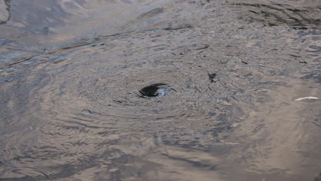 a swirling vortex forming in water