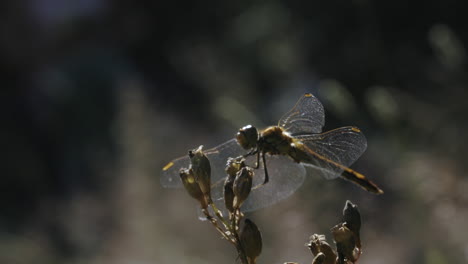libélula en una planta