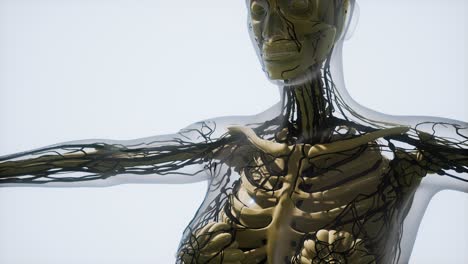 ciencia anatomía de los vasos sanguíneos humanos