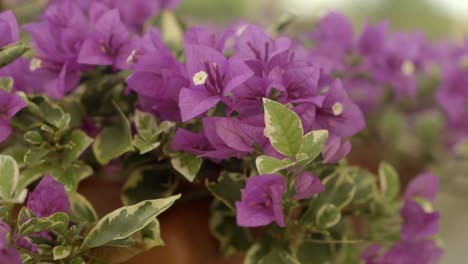 beautiful purple bougainvillea flowers moving in the breeze