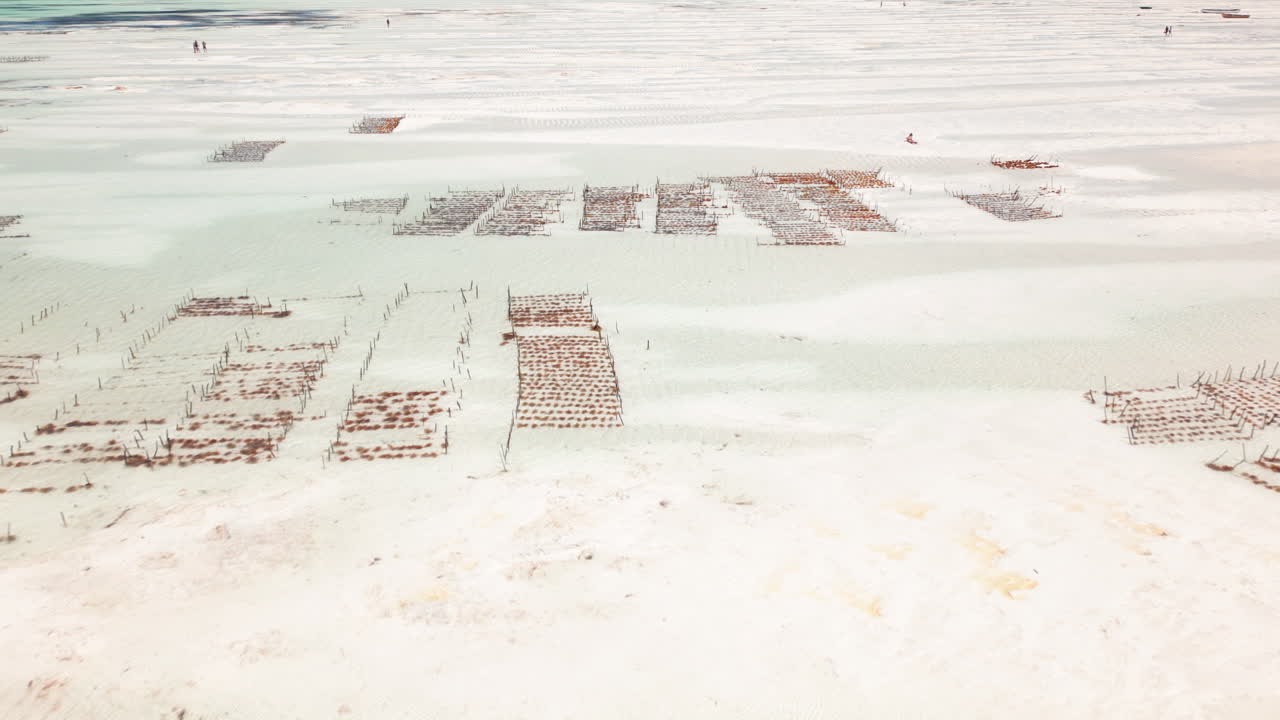 Overhead shot of intricate seaweed farms on shallow seabed