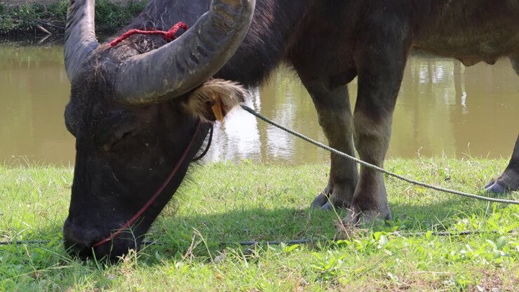 Bufalo che mangia erba e si abbevera