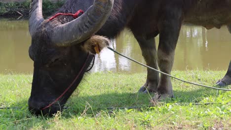 buffalo eating grass and interacting with water