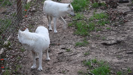 two-polar-white-wolfs-walk-near-a-metal-fence-in-a-french-zoo-park,-forest