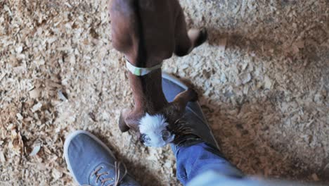 vista de arriba hacia abajo de un cabrito mordisqueando los cordones de los zapatos del hombre