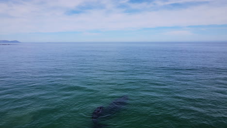 southern right calf swims close to mother as it blows, calm water, aerial