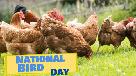 Animación-Del-Texto-Del-Día-Nacional-De-Las-Aves-En-Azul-Sobre-Amarillo,-Sobre-Gallinas-Camperas-Caminando-Sobre-El-Pasto-En-La-Granja