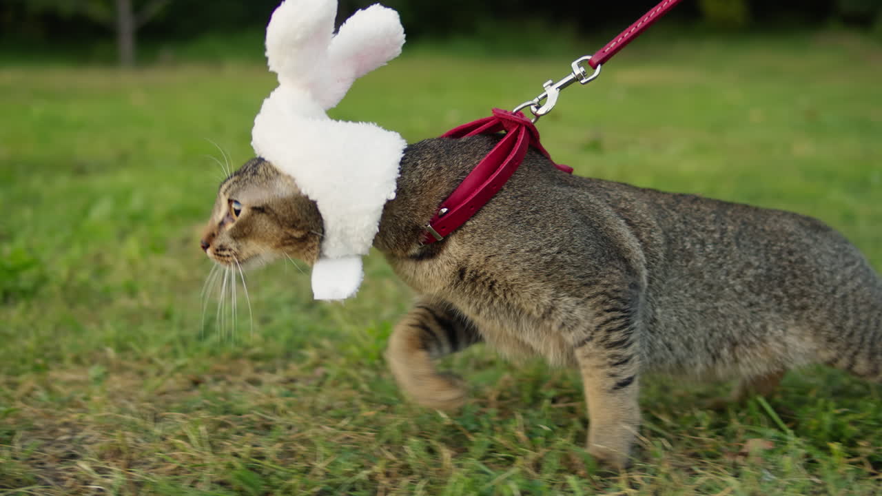 Small pretty cat in funny halloween bunny hat sitting on young woman owner in the park . Close-up of kitty on green grass. Nature