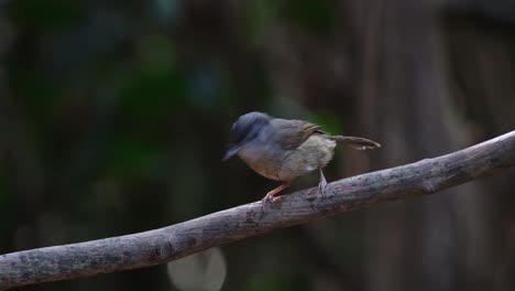 Seen-perched-wiping-its-beak-on-the-vine-then-flies-away-to-the-left,-Brown-cheeked-Fulvetta-Alcippe-poioicephala,-Thailand