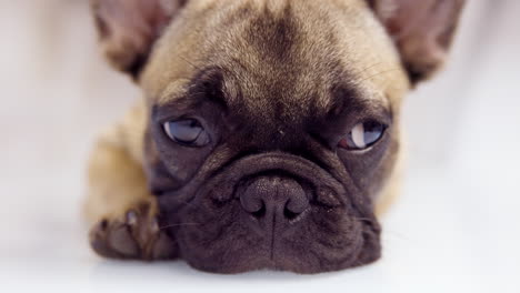 un lindo cachorro de bulldog francés de mascota