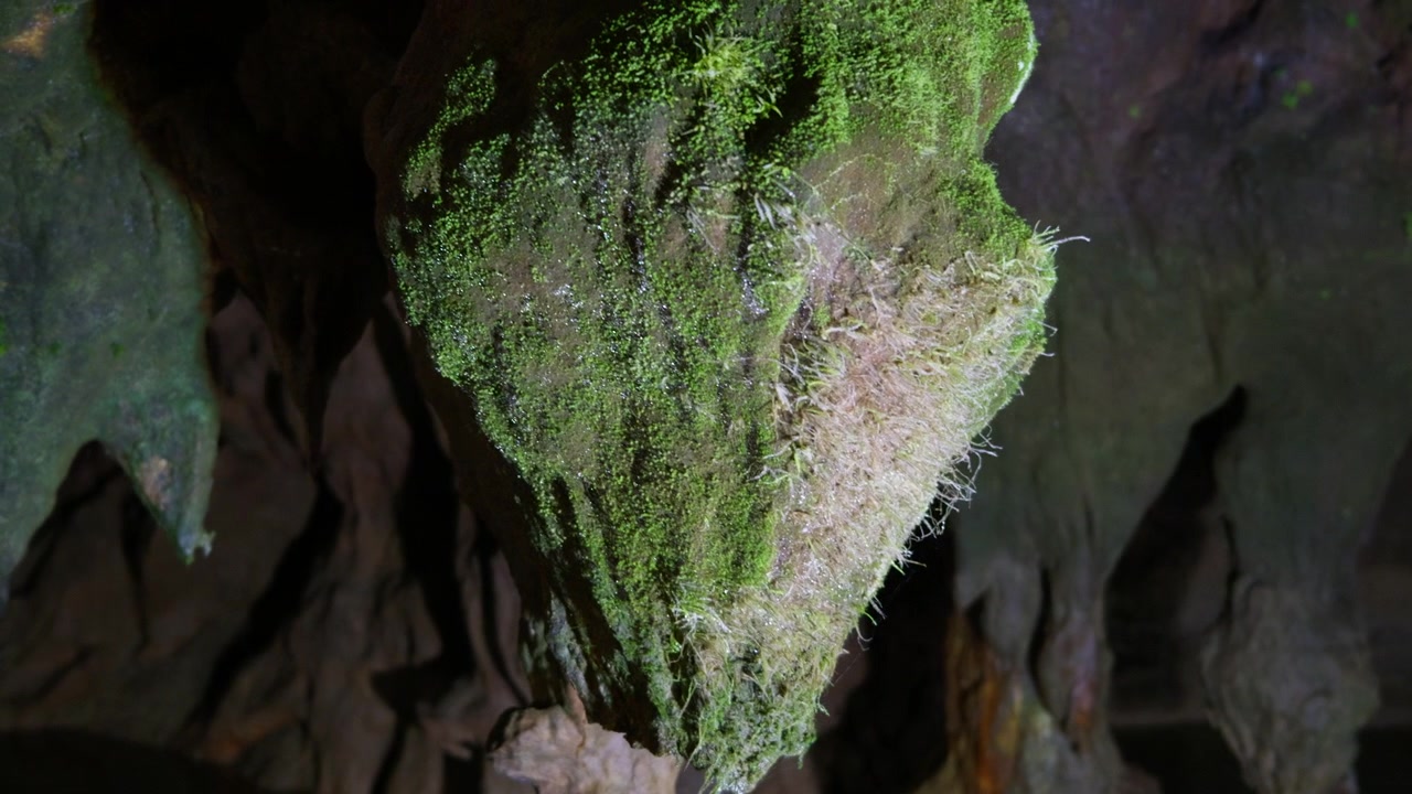 View from inside a cave looking upward through a triangular opening revealing moss-covered rock walls with lush green vegetation. The shot is captured with a static low-angle perspective from within.