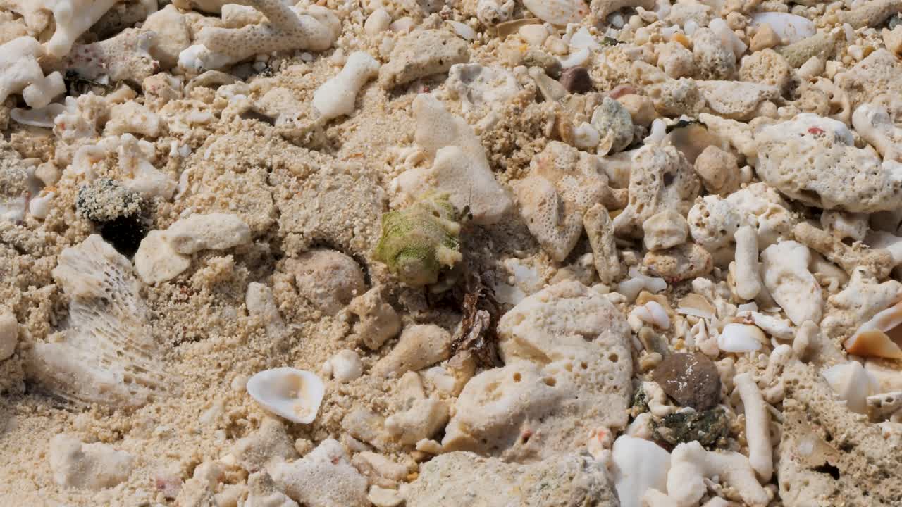 Mystery Island Vanuatu, Shellfish on the beach.