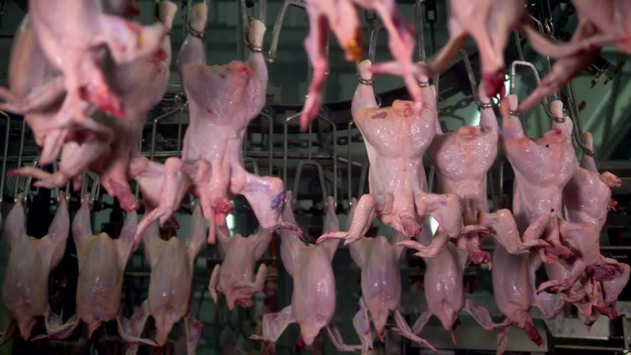 핑크색 의 머리가 없는 몸이 s선 위로 움직이고 있습니다.