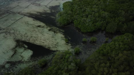 paralaje aéreo de la hermosa isla de nusa lembongan con vistas a la naturaleza prístina del popular destino de viaje en bali, indonesia con vistas a la selva aventurera con denso bosque